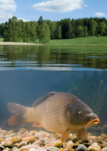 Karpfen im Wasser © Florian Kainz